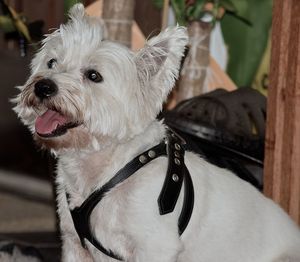 Close-up of west highland white terrier looking away