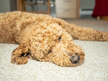 Close-up of a dog lying on rug at home
