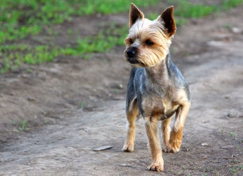 Portrait of dog standing on road