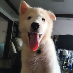 Close-up of dog