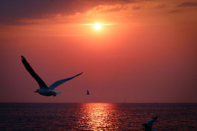 Silhouette birds flying over sea against sky during sunset