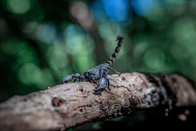 A big black scorpion in the forest