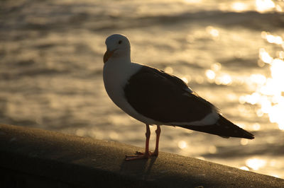 Close-up of seagull perching on beach