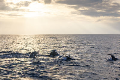 Dolphins swimming in sea against sky during sunrise