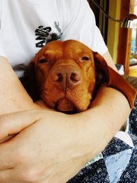 Close-up portrait of a dog