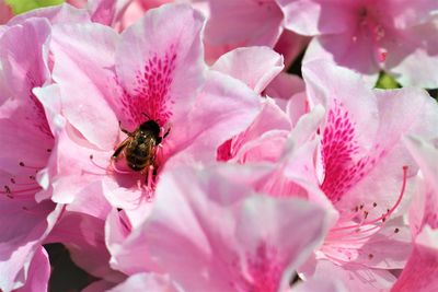 Close-up of insect on pink flowers