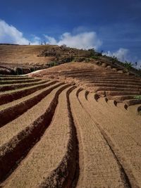 Scenic view of agricultural field against sky