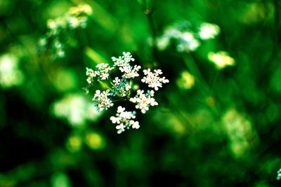 Close-up of white flowers