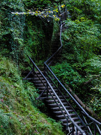 Footbridge amidst trees in forest