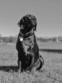 Black dog sitting on field