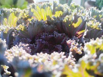 Close-up of yellow flowering plant