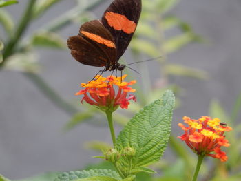 Close-up of butterfly on plant