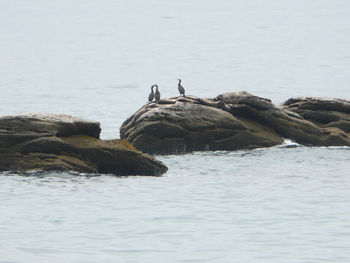 View of birds swimming in sea