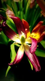 Close-up of flower blooming outdoors