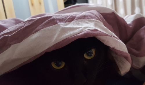 Close-up portrait of cat on bed at home