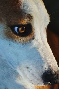 Close-up portrait of dog