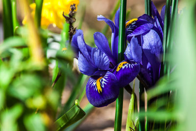 Close-up of purple iris