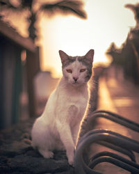 Portrait of cat sitting outdoors