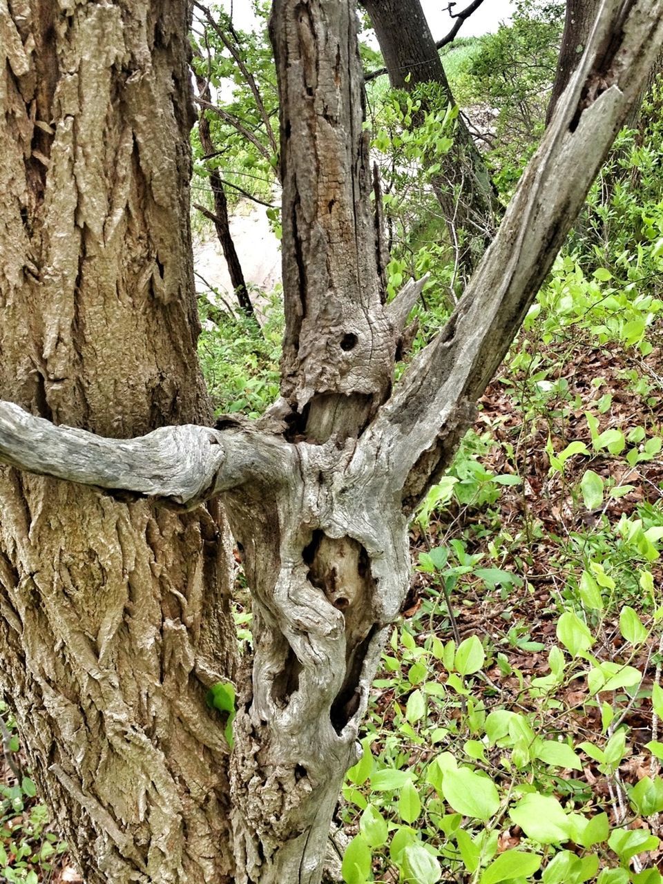 tree trunk, tree, growth, forest, nature, textured, bark, tranquility, wood - material, branch, close-up, green color, beauty in nature, leaf, outdoors, day, moss, rough, woodland, no people