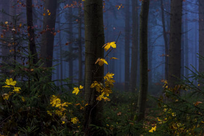 Yellow flowering plants by trees in forest