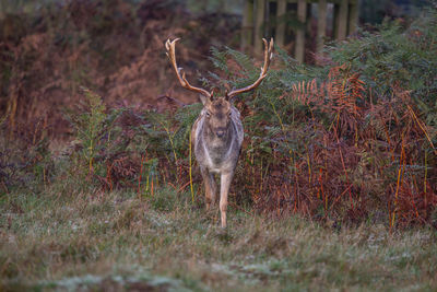 Deer standing in a field