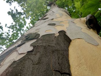Low angle view of tree trunk in forest