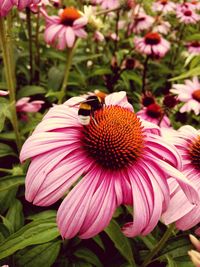 Close-up of honey bee on purple coneflower