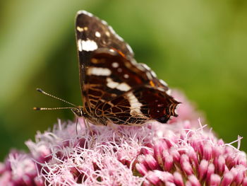 Close-up of butterfly pollinating on flower