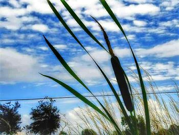 Low angle view of plants against cloudy sky