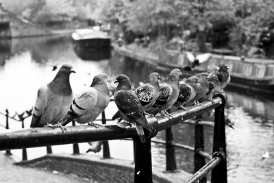 Birds perching on railing by lake