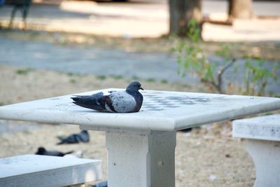 Close-up of bird perching on railing