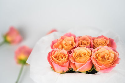 Close-up of roses against white background