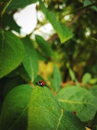 Close-up of ladybug on leaf