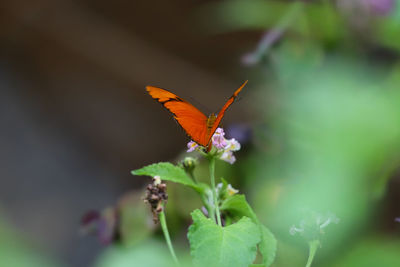 Close-up of butterfly pollinating on flower