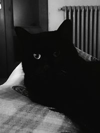 Portrait of black cat relaxing on bed at home