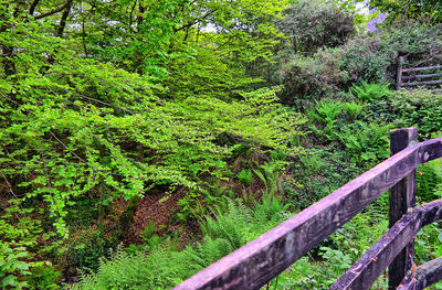 View of trees in forest