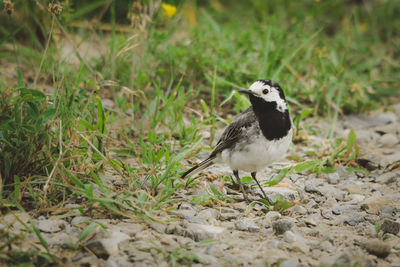 Close-up of bird perching on a land