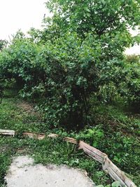 Trees and plants growing on field in forest