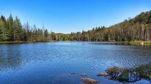 Scenic view of lake in forest against clear sky