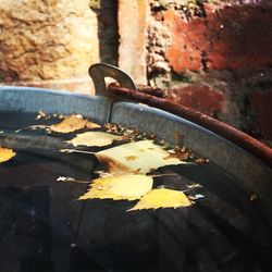 Close-up of autumnal leaves