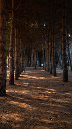 Footpath amidst trees in forest