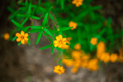 Close-up of yellow flowering plant