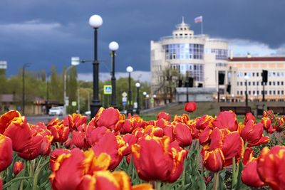 Close-up of tulips