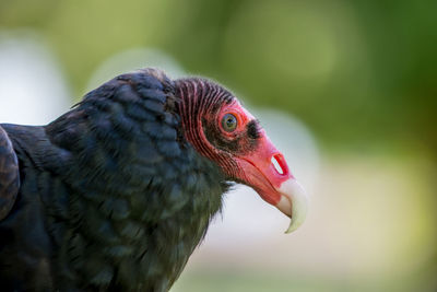 Close-up of a bird