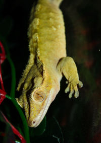 Close-up of a lizard