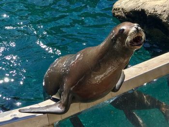 Close-up of sea lion in water