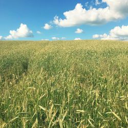 Scenic view of wheat field against sky