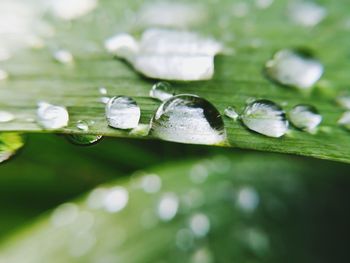 Close-up of raindrops on leaves