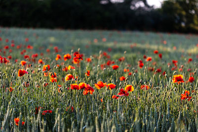 Beautiful red poppies at sunset. field with blooming poppies. green stems and red flowers.