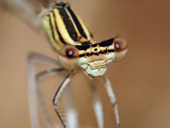 Close-up of insect